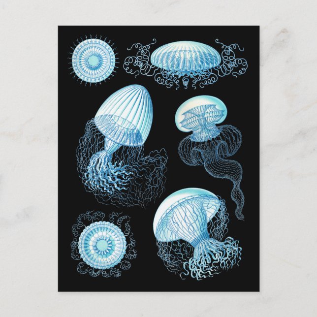Customizable Haeckel Jellyfish Postcard (Front)