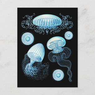 Customizable Haeckel Jellyfish Postcard