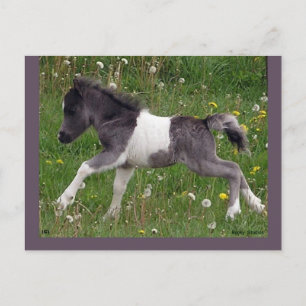 Customizable Horse Postcard #3