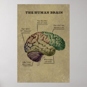 Customizable Human Brain Poster, edit the 5 labels Poster