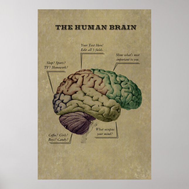 Customizable Human Brain Poster, edit the 5 labels Poster (Front)