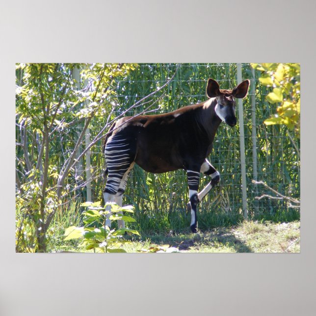 Customizable Okapi Poster (Front)