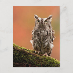 Customizable Owl Cards, Postcards, Stickers Postcard