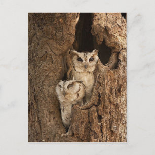 Customizable Owl Cards, Postcards, Stickers Postcard