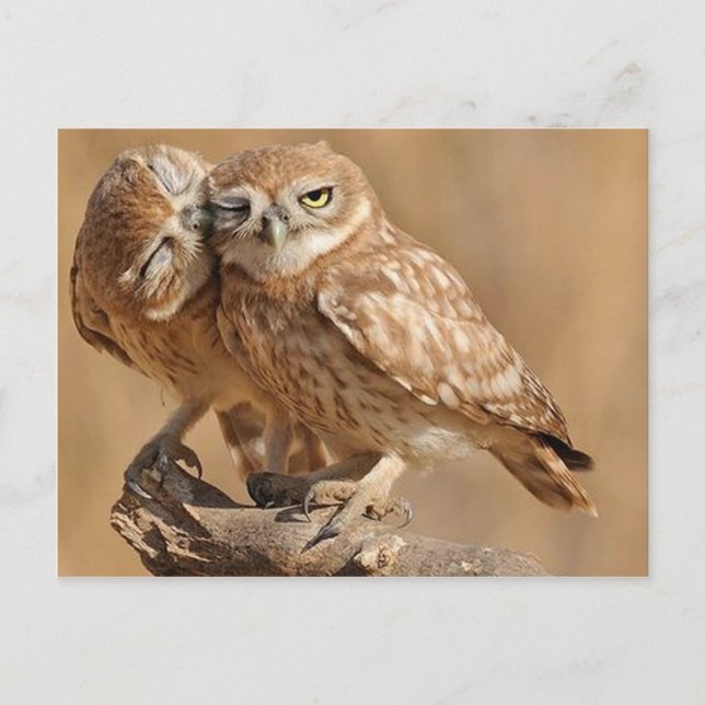 Customizable Owl Cards, Postcards, Stickers Postcard (Front)