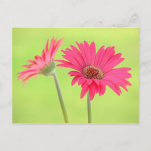 Customizable Pink Gerber Daisies on Green Postcard