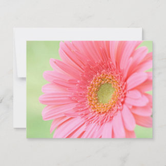 Customizable Pink Gerber Daisy