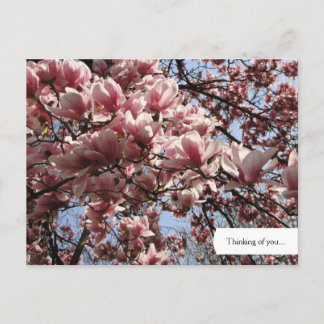 Customizable Pink Magnolia Blossoms Postcard