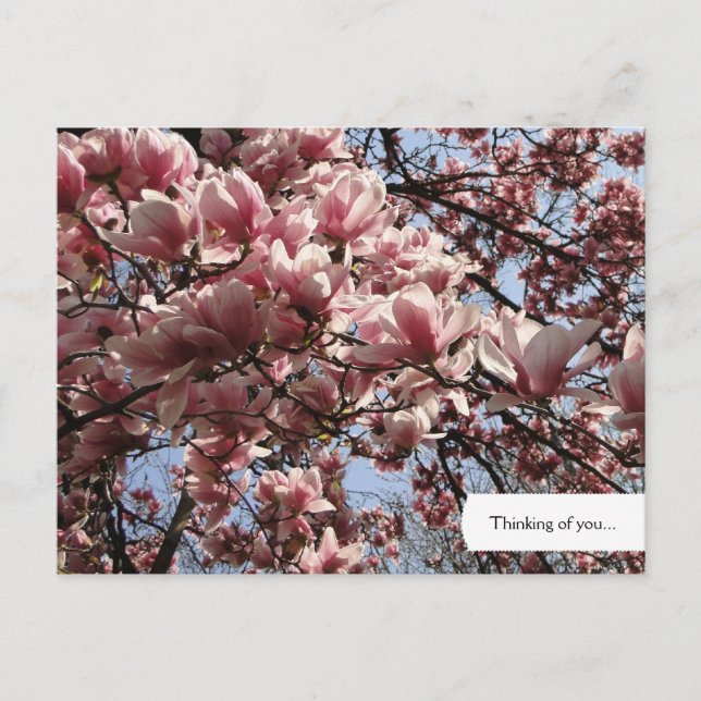 Customizable Pink Magnolia Blossoms Postcard (Front)
