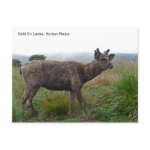 Customizable Postcard featuring a Sambar Deer