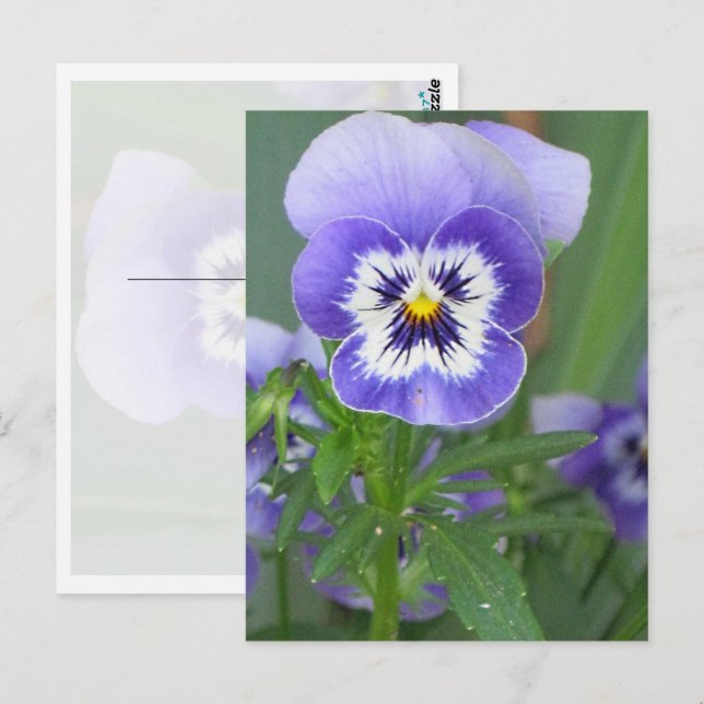Customizable Purple Pansy Postcard (Front/Back)