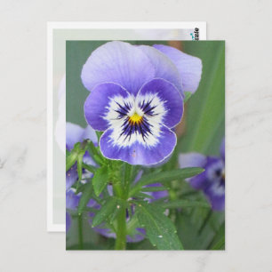 Customizable Purple Pansy Postcard