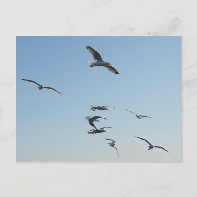 Customizable Seagull Flying Coastal Bird Holiday Postcard (Front)