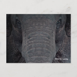 Customizable Sri Lanka Elephant Postcard