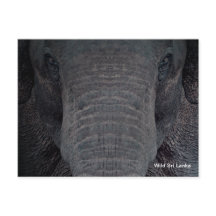 Customizable Sri Lanka Elephant Postcard