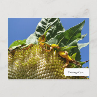 Customizable Sunflower Postcard