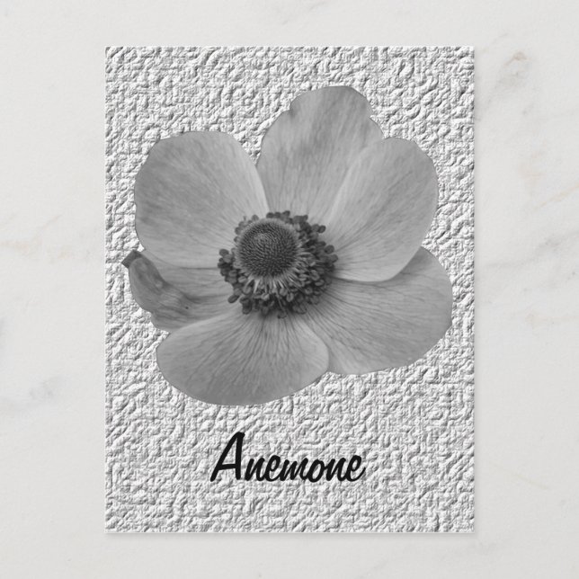Customizable Vintage Anemone Postcard (Front)