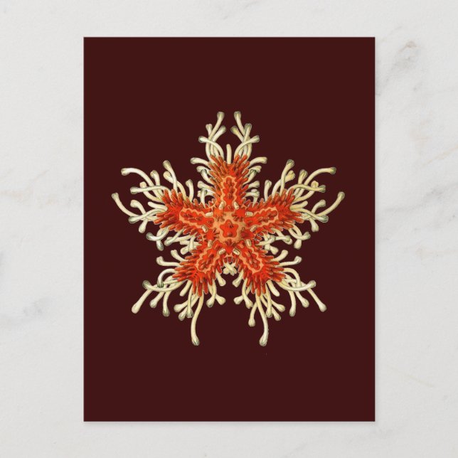 Customizable Vintage Haeckel Postcard (Front)