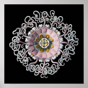 Customizable Vintage Haeckel Poster
