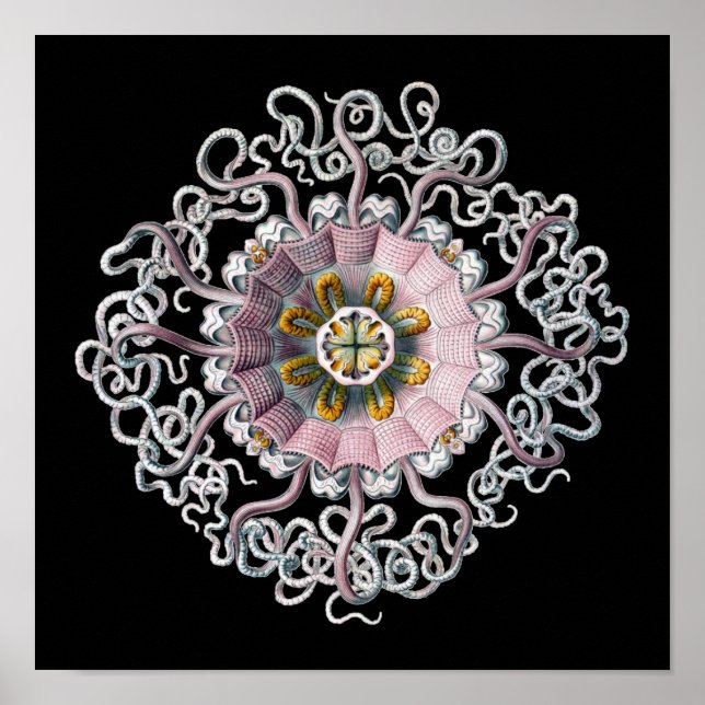 Customizable Vintage Haeckel Poster (Front)