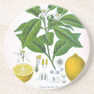 Customizable Vintage Lemon Sandstone Coaster