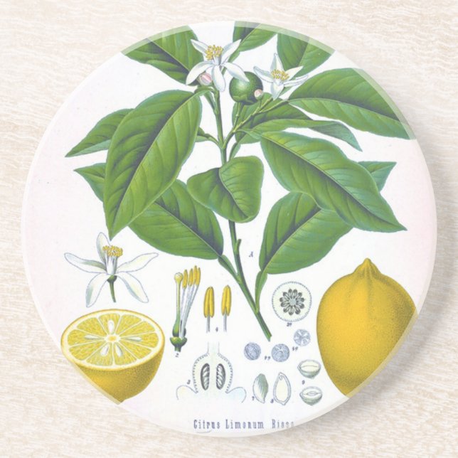 Customizable Vintage Lemon Sandstone Coaster (Front)