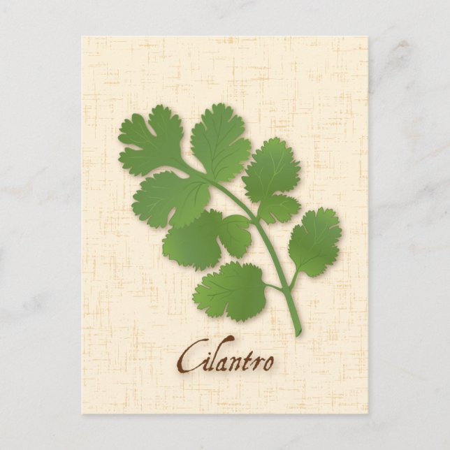 Customize Cilantro Herb Postcard (Front)