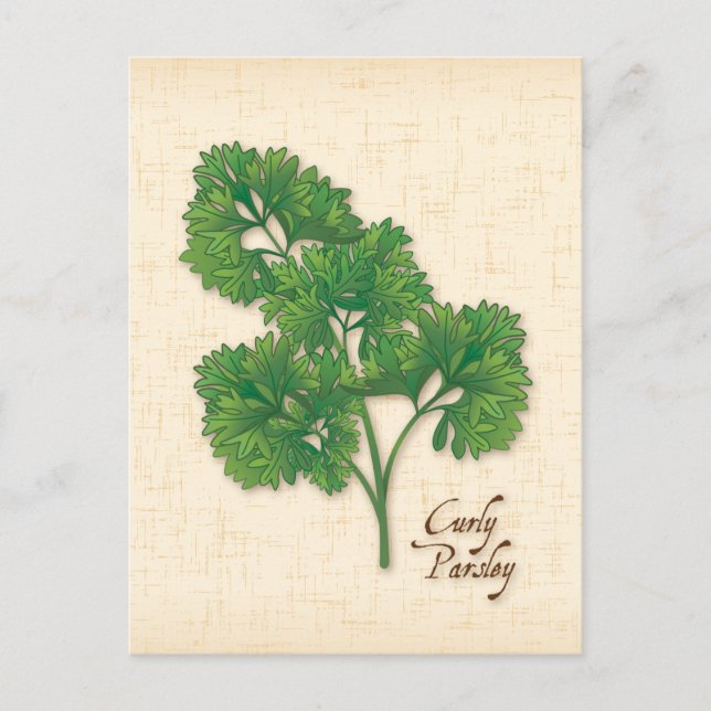 Customize Curly Parsley Herb Postcard (Front)