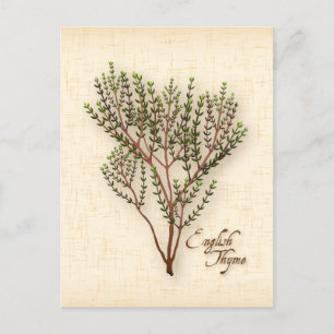 Customize English Thyme Herb Postcard