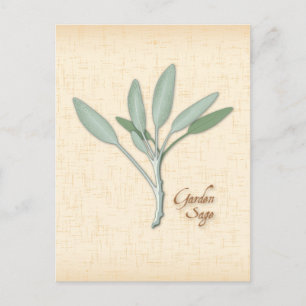 Customize Garden Sage Herb Postcard