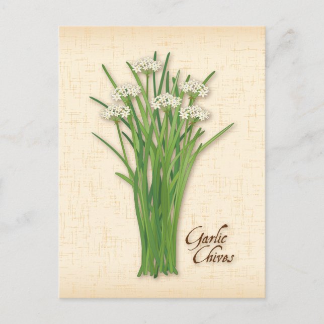 Customize Garlic Chives Herb Postcard (Front)