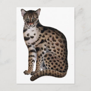 Customize Product Postcard