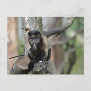 Customize Product Postcard