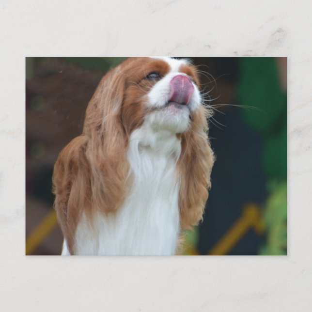 Customize Product Postcard (Front)