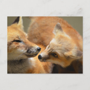 Customize Product Postcard