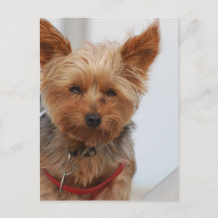 Customize Product Postcard