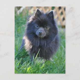 Customize Product Postcard