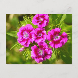 Customize Product Postcard