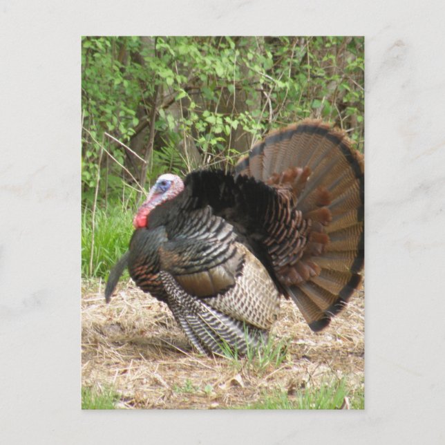 Customize Product Postcard (Front)