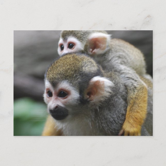 Customize Product Postcard (Front)