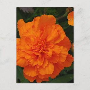 Customize Product Postcard