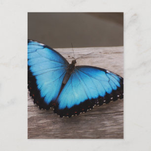 Customize Product Postcard