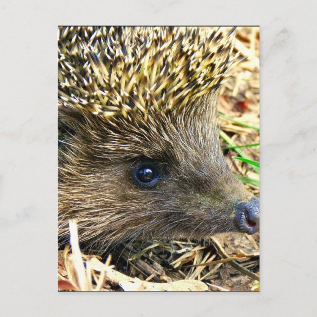 Customize Product Postcard (Front)