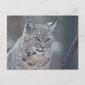 Customize Product Postcard