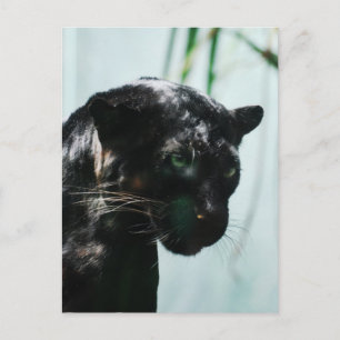 Customize Product Postcard