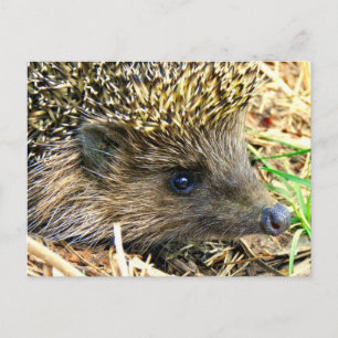 Customize Product Postcard