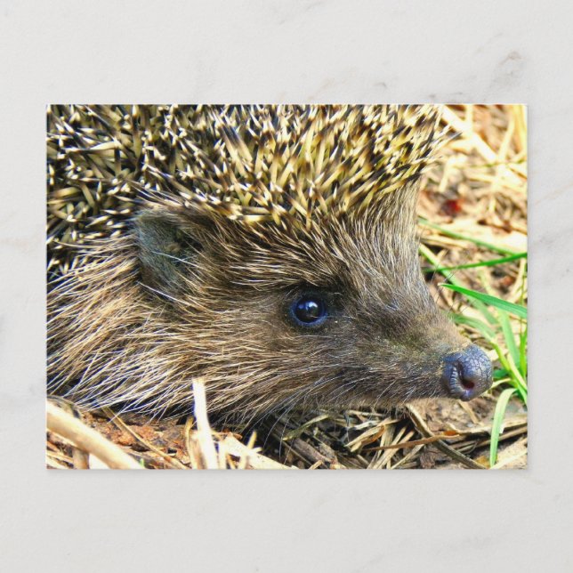 Customize Product Postcard (Front)