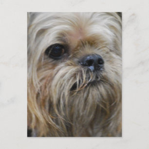 Customize Product Postcard