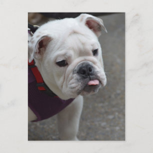 Customize Product Postcard