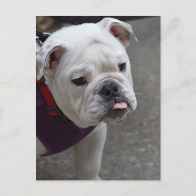 Customize Product Postcard (Front)